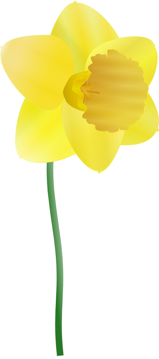 daffodil flower clip art free - photo #16