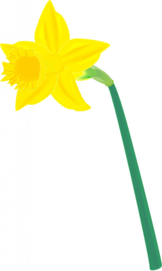 Daffodil-clip-art-12 | Freeimageshub