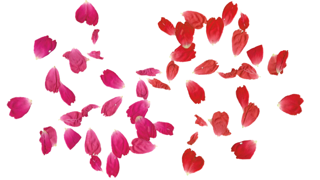 FALLING Rose leaves PNG transparent free by TheArtist100 on deviantART