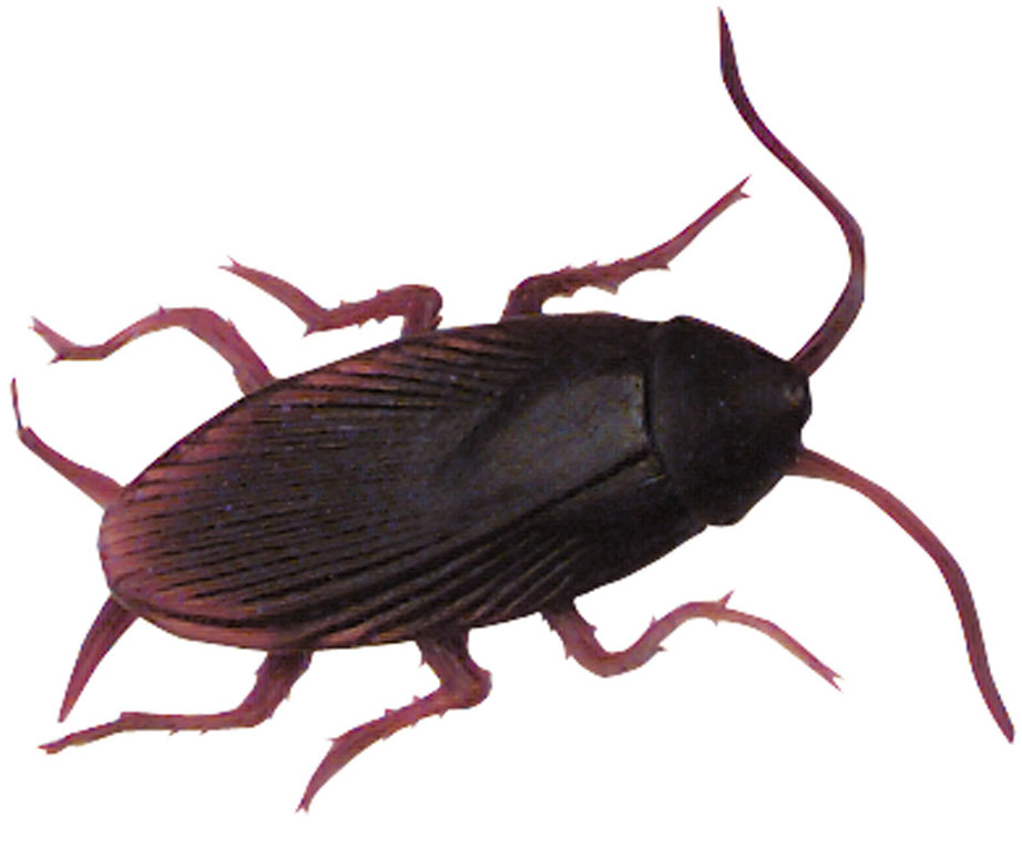 Wholesale Fake Plastic Cockroaches For Sale