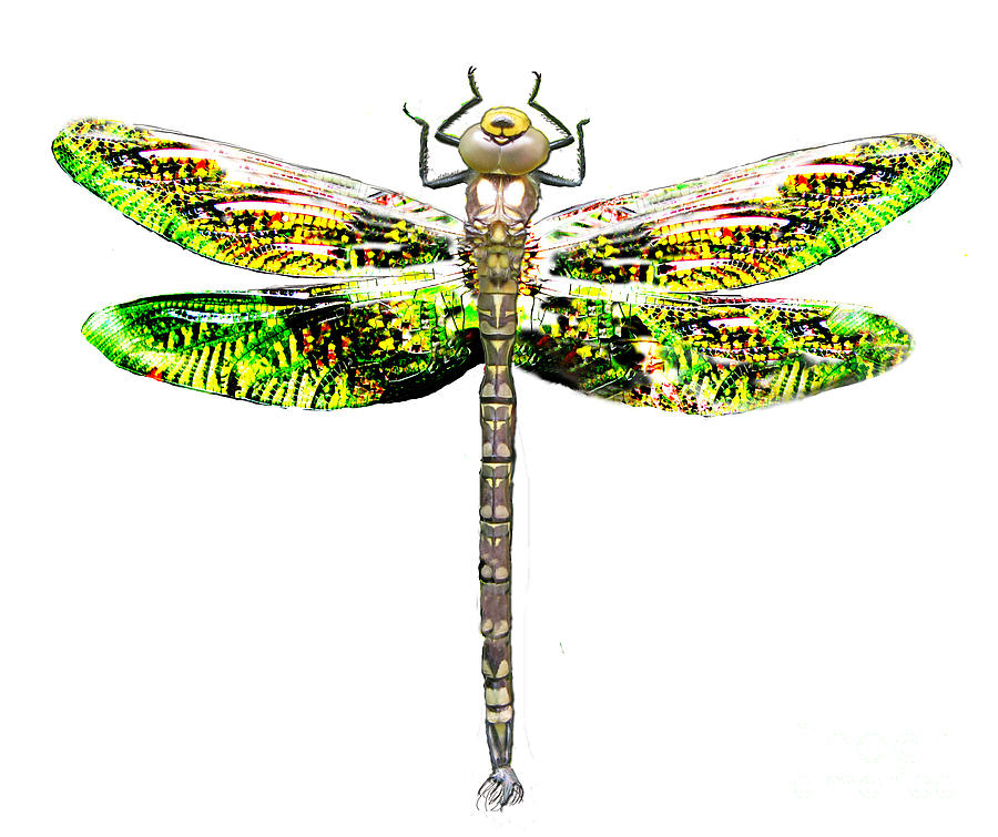 Dragonfly Design by Tom Conway - Dragonfly Design Photograph ...