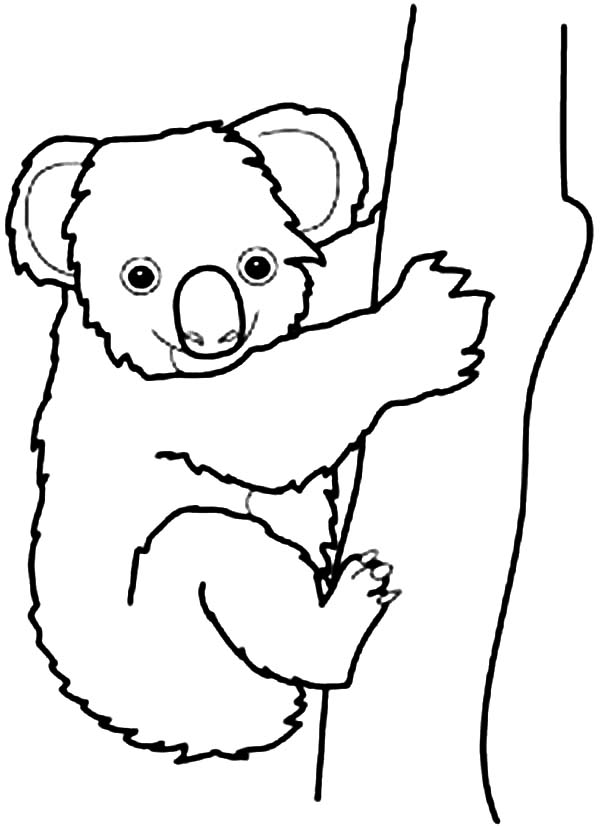 koala drawings clip art - photo #41