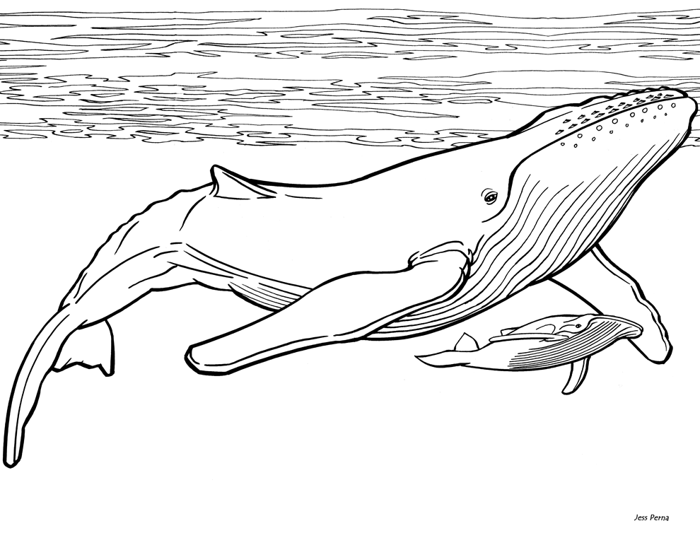 humpback_whale_coloring_page_ ...