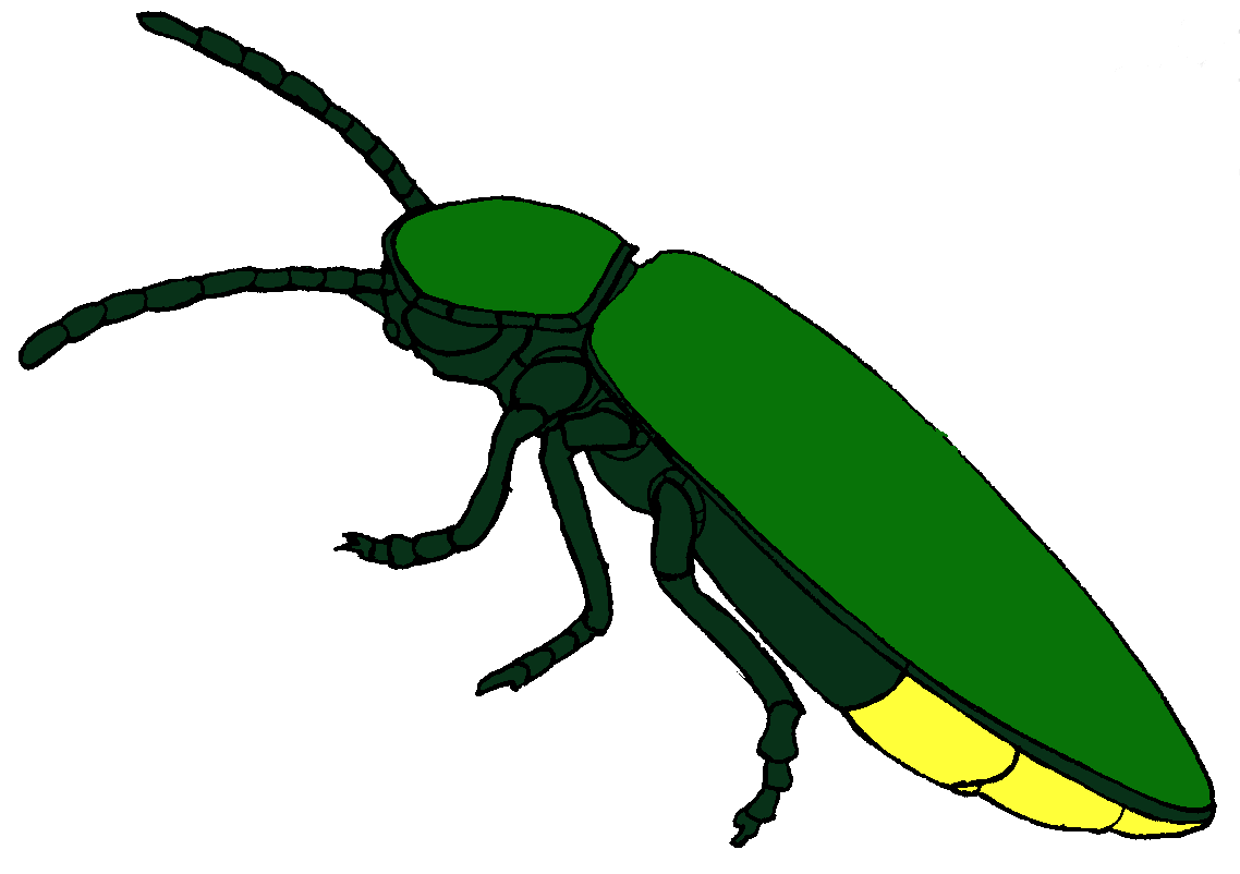 fly insect clipart - photo #43