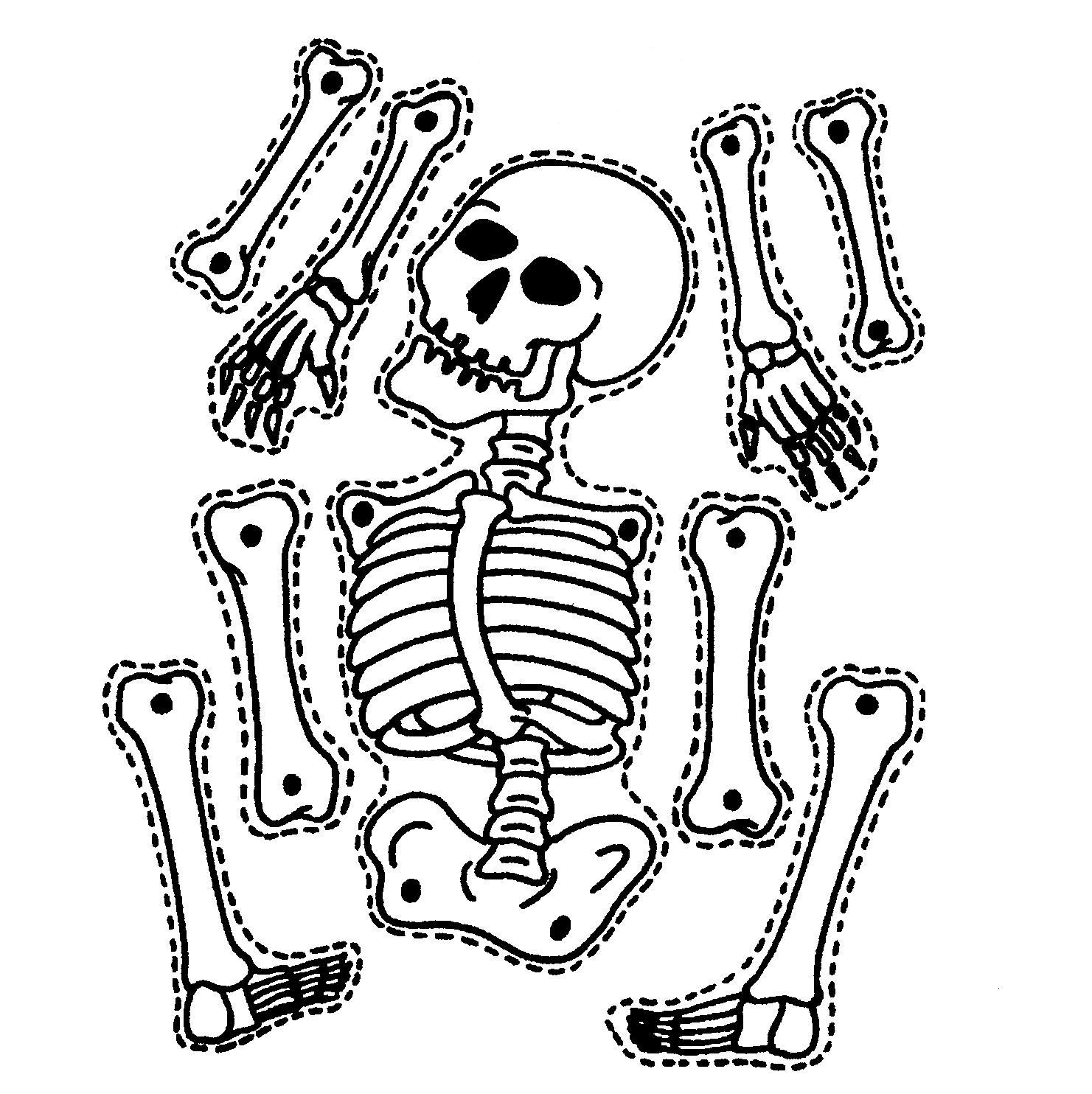 Picture Of Skeletons Cliparts co