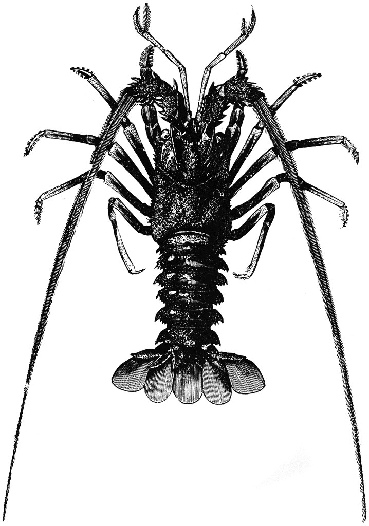 Spiny lobster | ClipArt ETC