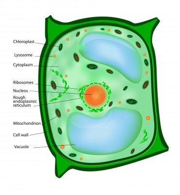 Cell | Prokaryotic and Eukaryotic Cells Explained with Diagram ...