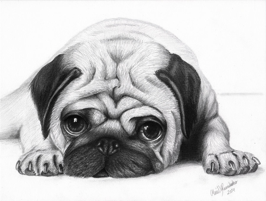 Puppy face - Pug by ArtOfNightSky on DeviantArt