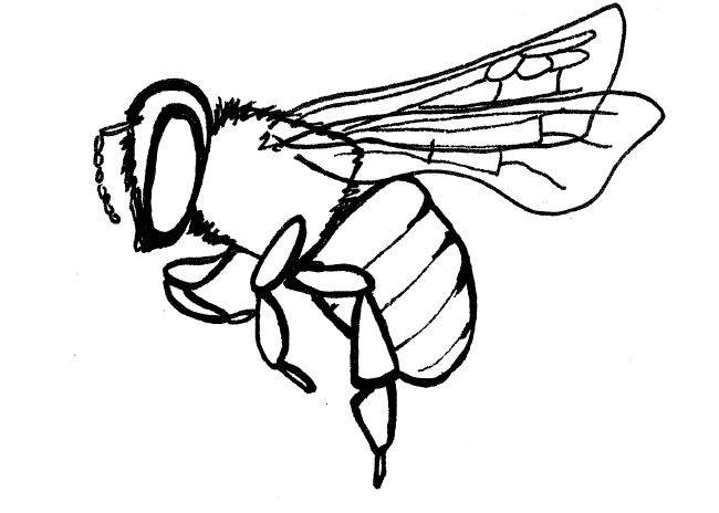 Flying Bee Drawing - Gallery