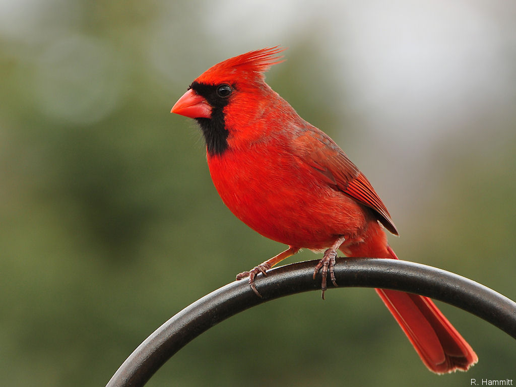 Images Of Cardinal Birds - Widescreen HD Wallpapers