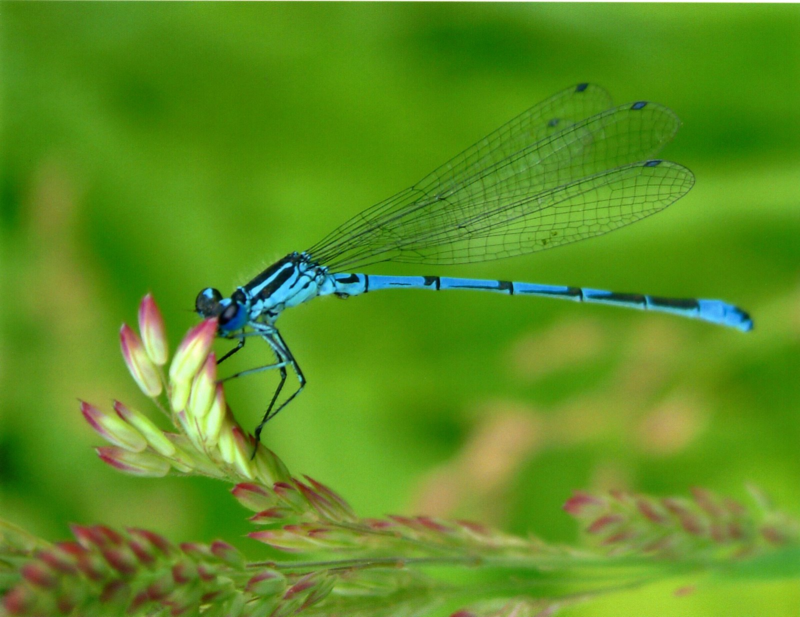 Blessings of a Dragonfly | Bloom Lisa Coaching