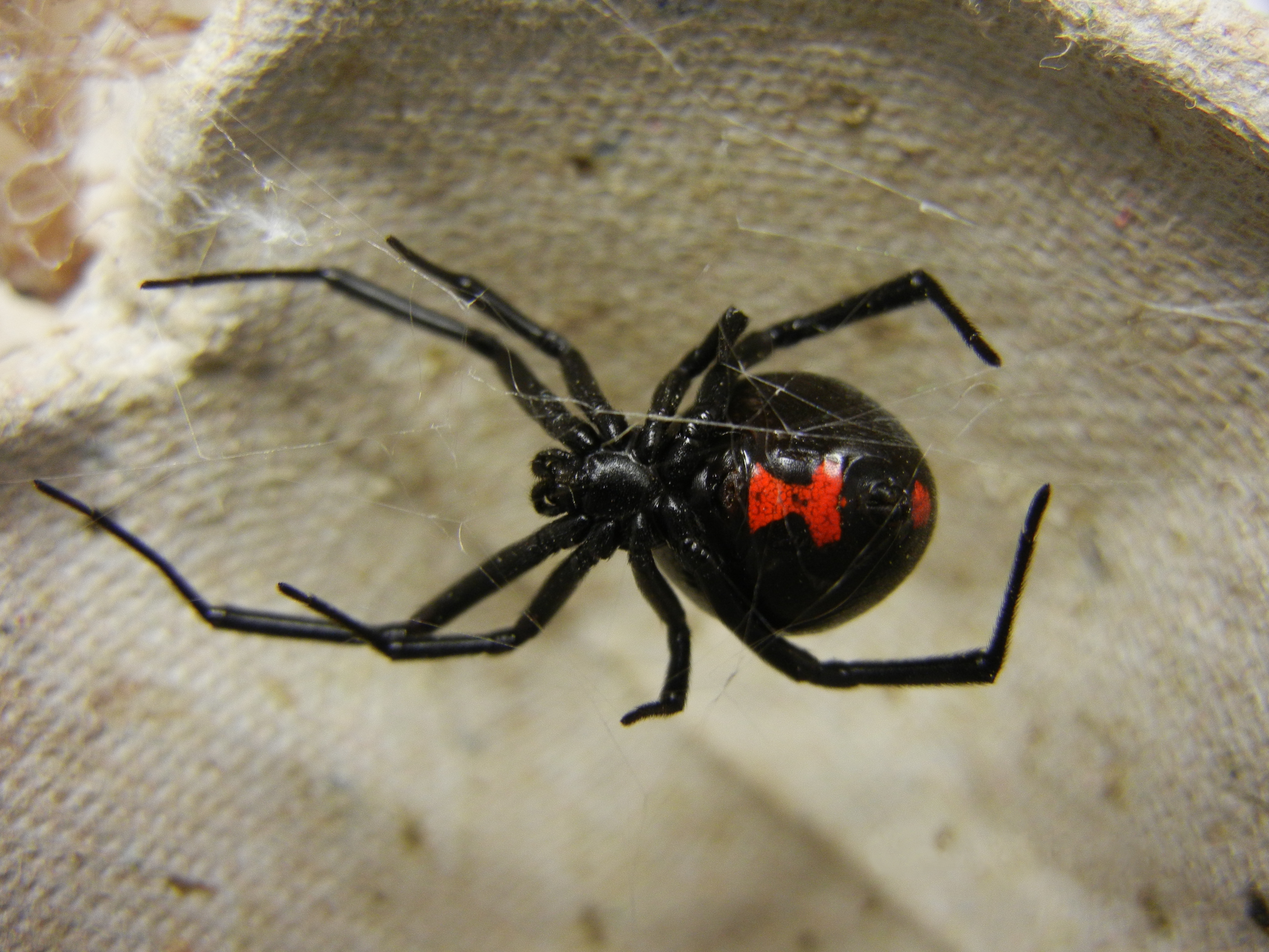 black-widow-spider-cliparts-co