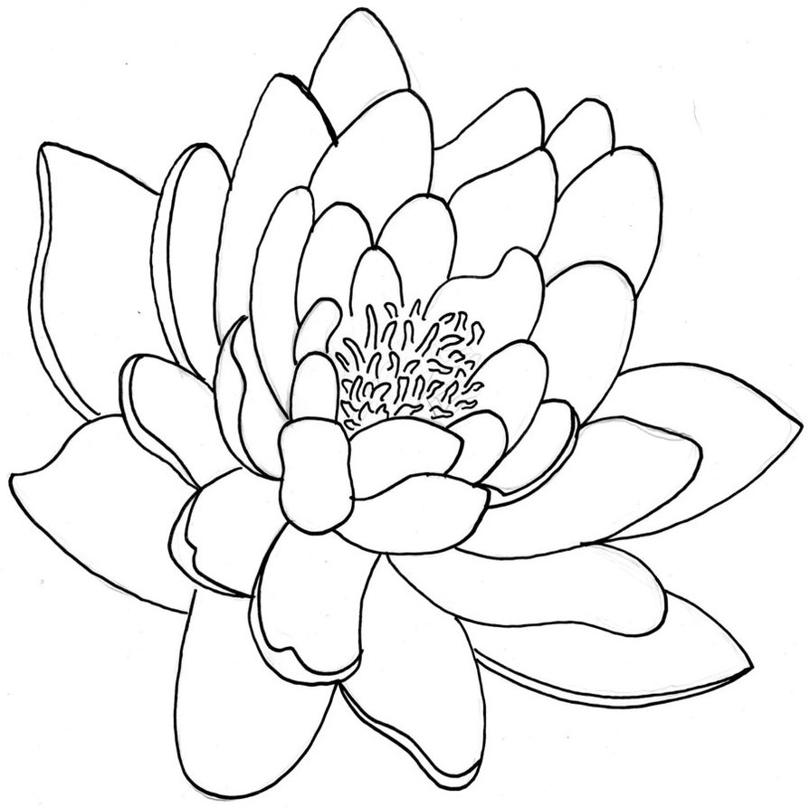 Gallery For > Lotus Flower Tattoo Outline