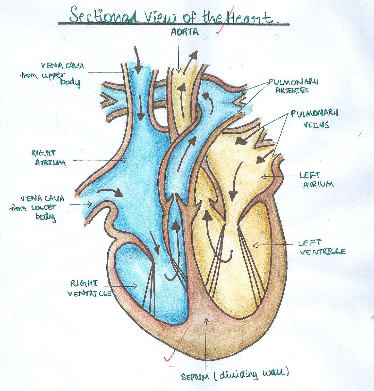 download-diagram-of-the-heart-labeled-simple-pics-anatomy-of-diagram