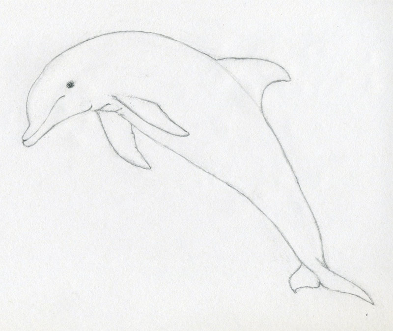 how-to-draw-a-dolphin04.jpg