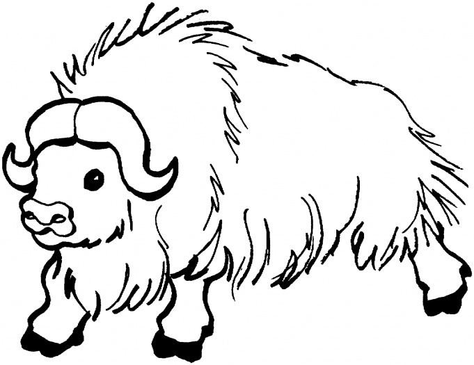 yak for kids Colouring Pages