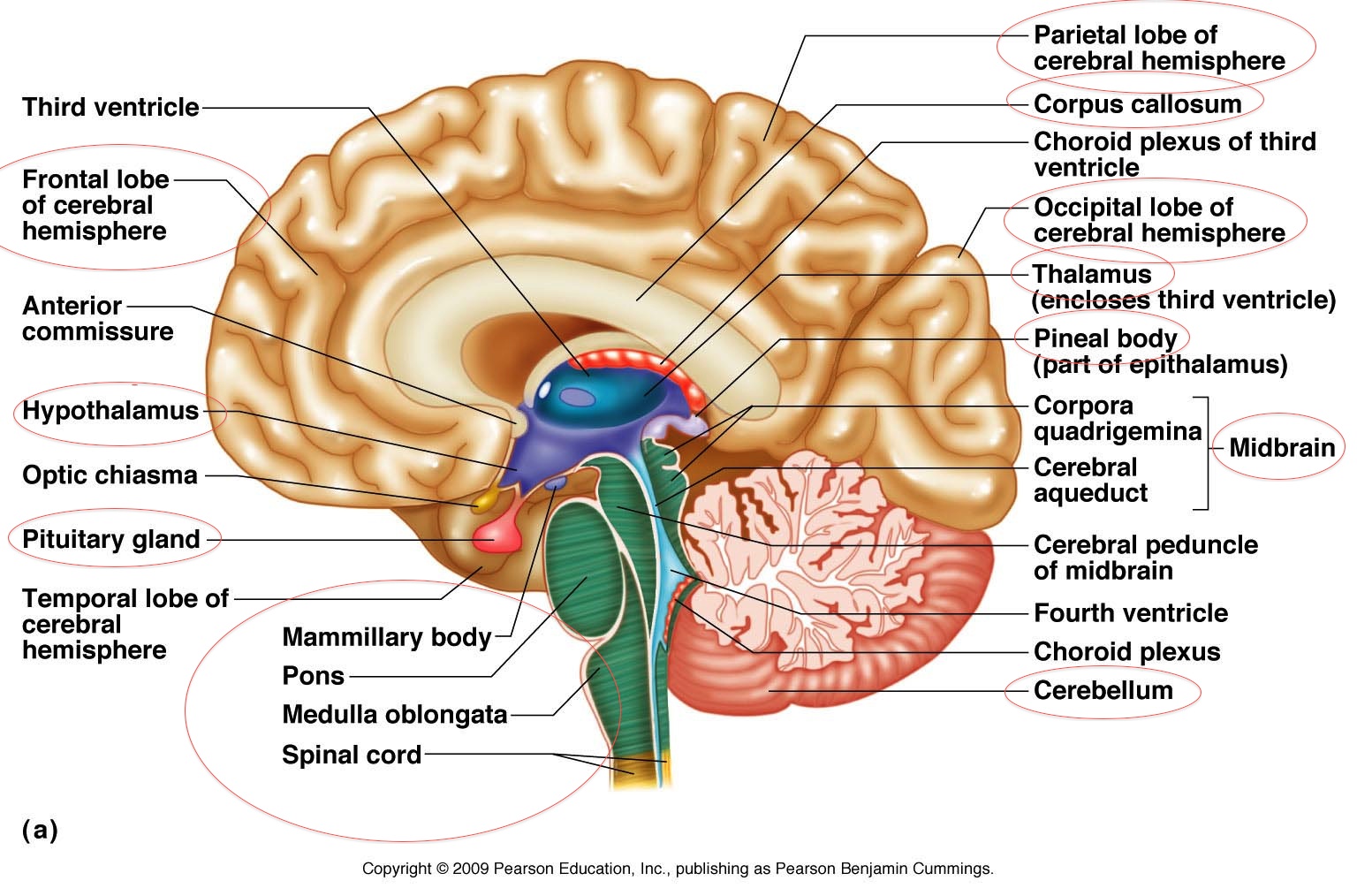 Designs and Diagram Of Brain Parts | picturespider.com