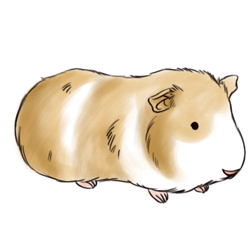 free clip art guinea pig - photo #16