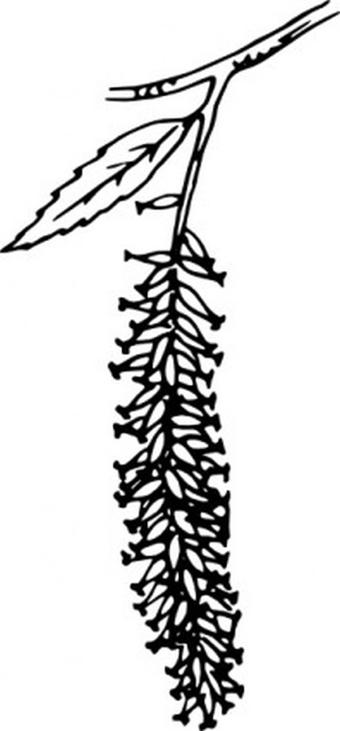 Catkin Clip Art | Free Vector Download - Graphics,Material,EPS,Ai ...