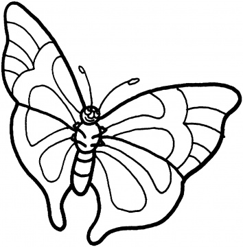 Butterfly Drawing Outline - ClipArt Best