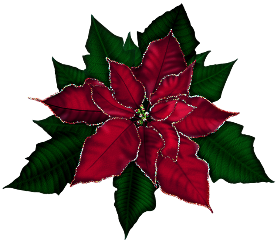 Large Poinsettia PNG Picture