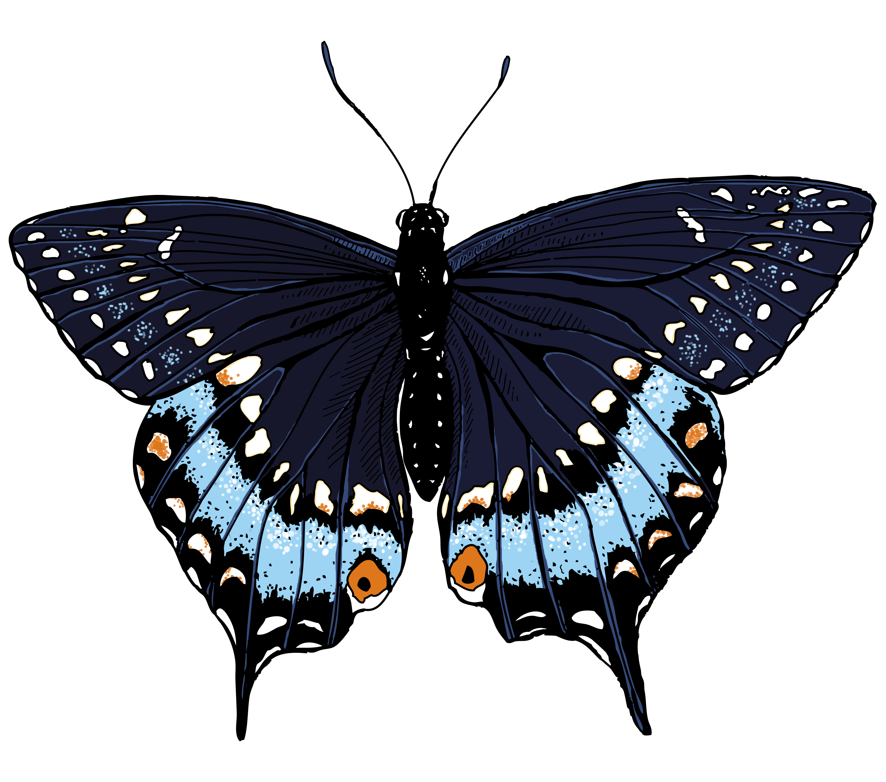 Black Swallowtail Butterfly – Illustrated | One Illustration A Day ...