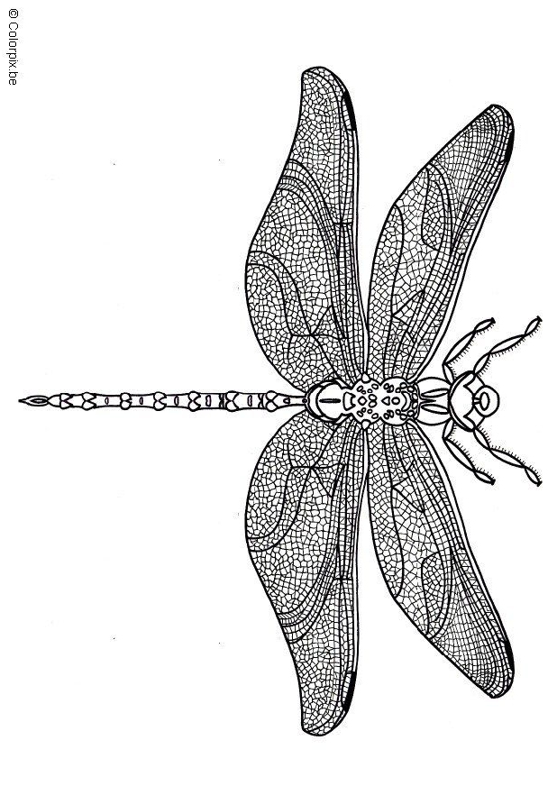 Dragonfly Coloring Pages | 101ColoringPages.