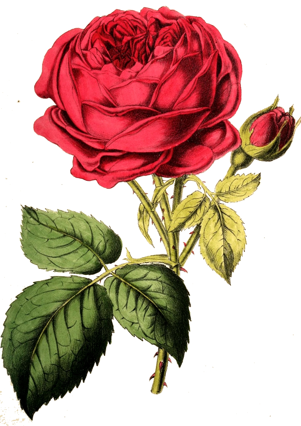 vintage rose clipart - photo #23