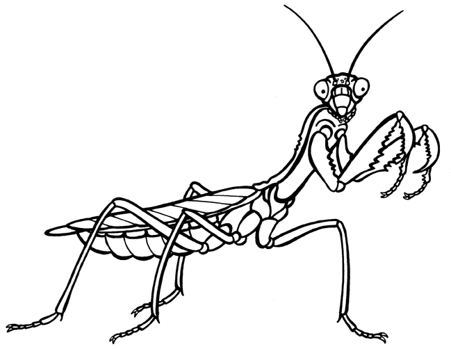 mantis coloring pages - photo #23