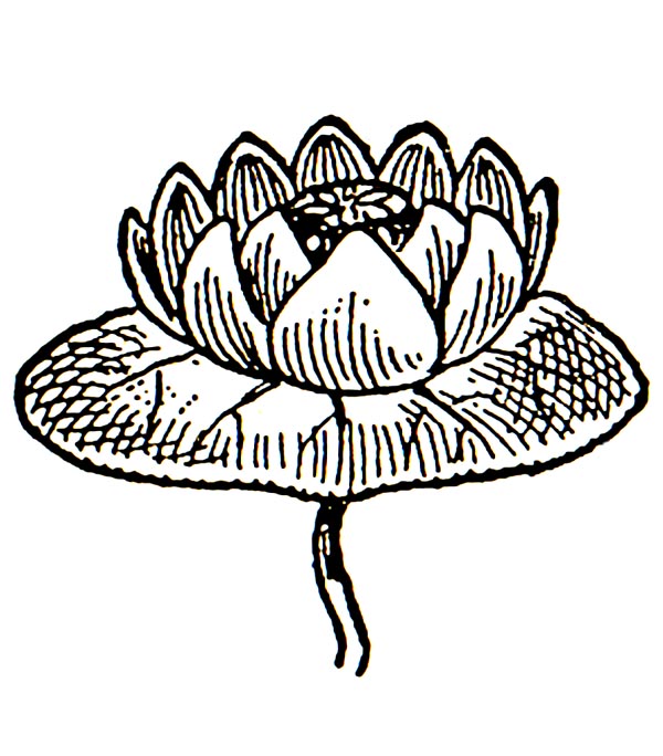 clipart water lily - photo #43
