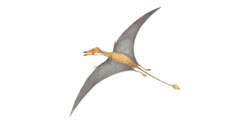 Flying reptiles | Natural History Museum
