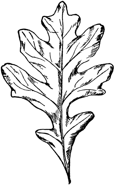 clip art oak leaf outline - photo #21