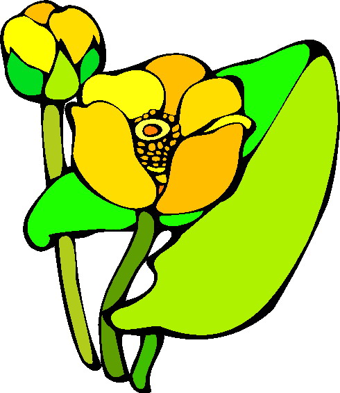 clipart water lily - photo #25