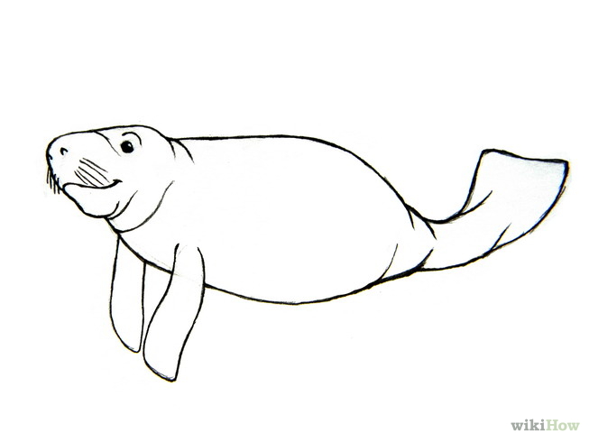 Manatee Outline Images & Pictures - Becuo