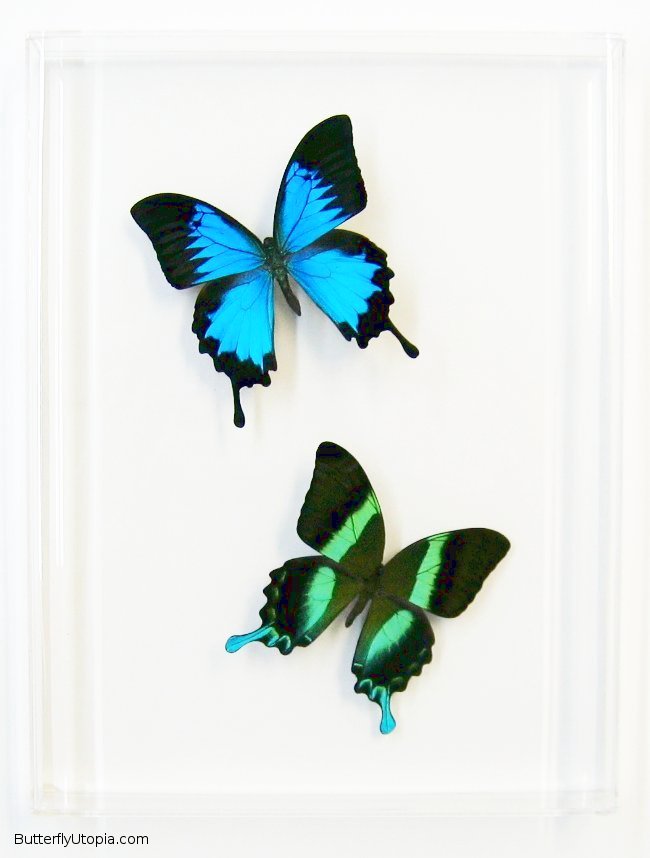 Blue & Green Swallowtails, framed swallowtail butterfly ...