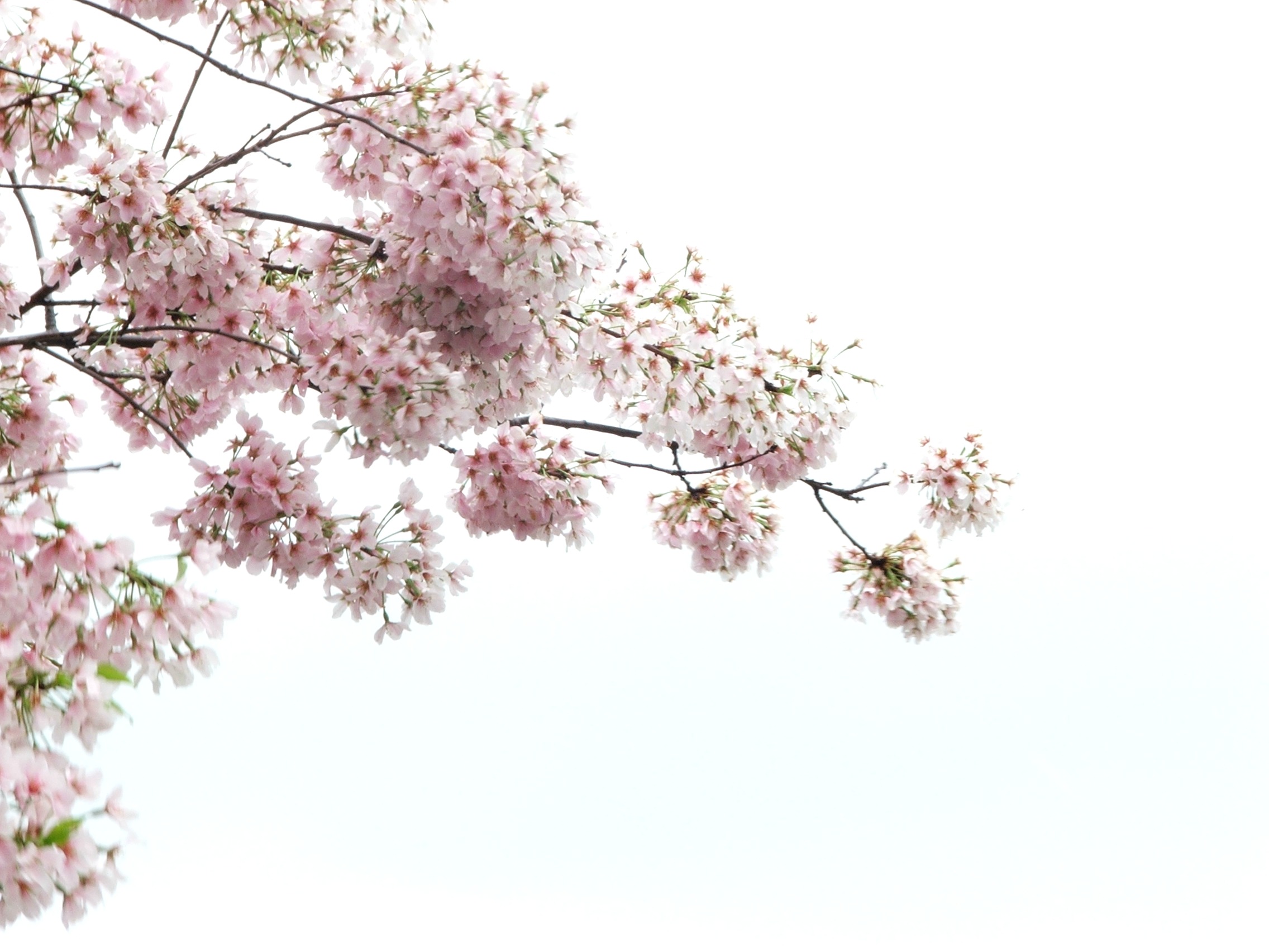 Cherry Blossom Png - Cliparts.co