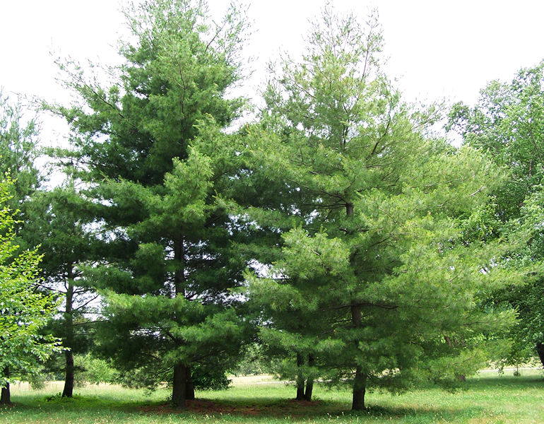 Eastern White Pine Tree- Pinus strobus