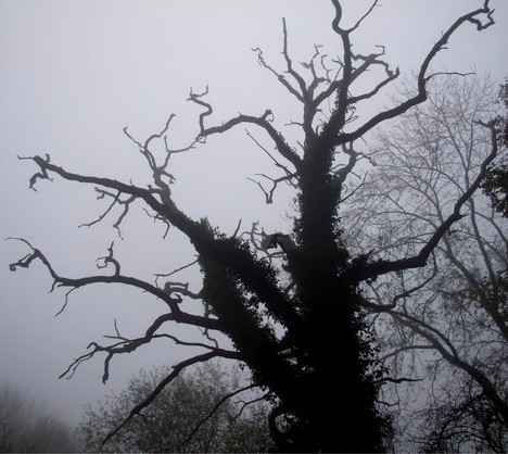 Deadwood: 30 Scary, Creepy & Bizarre Trees - WebEcoist