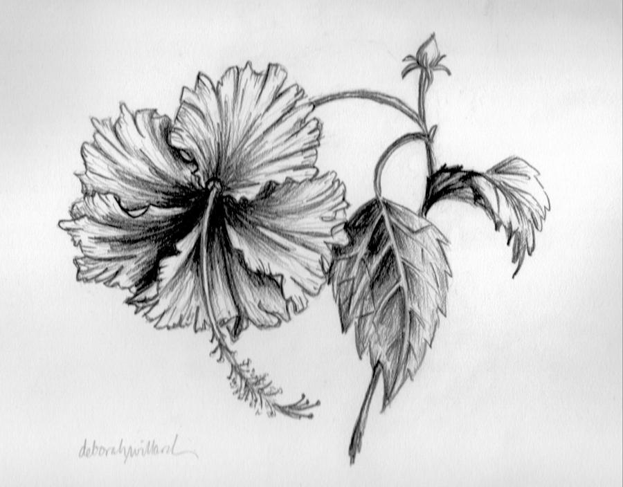 Hibiscus Drawing | DrawingSomeone.com