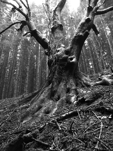 Scary tree | Flickr - Photo Sharing!