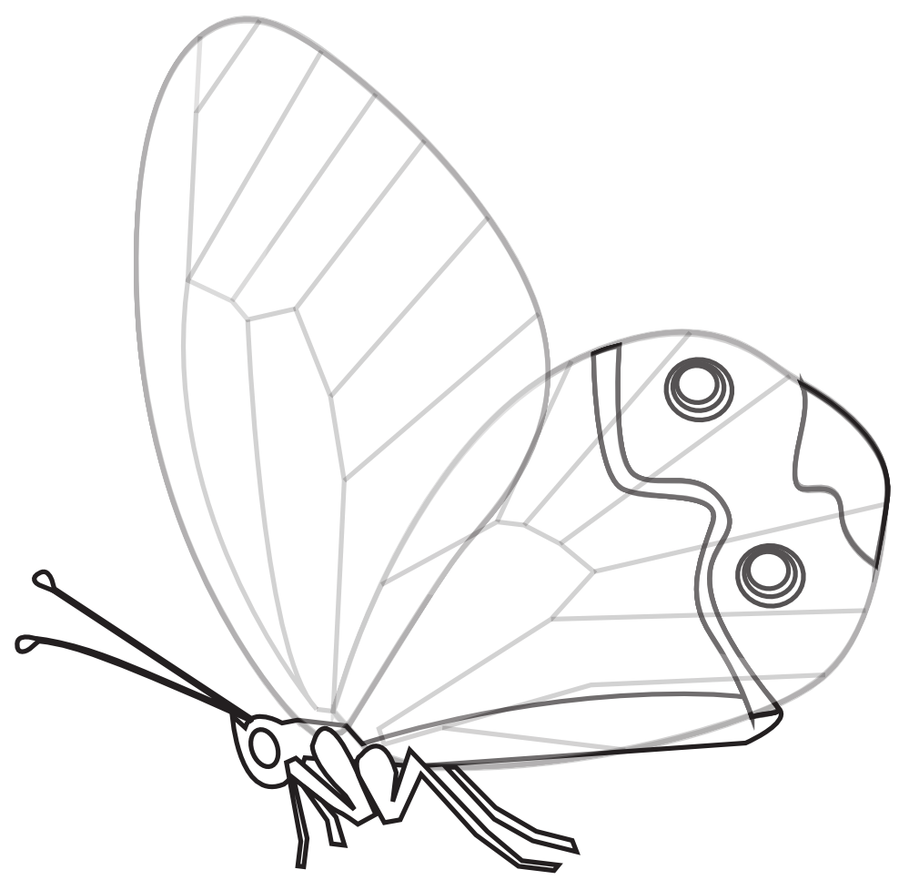 clipartist.net » Clip Art » papillon transp butterfly black white ...