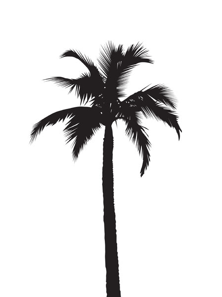 Vector Palm Tree Silhouette | imagebasket.net
