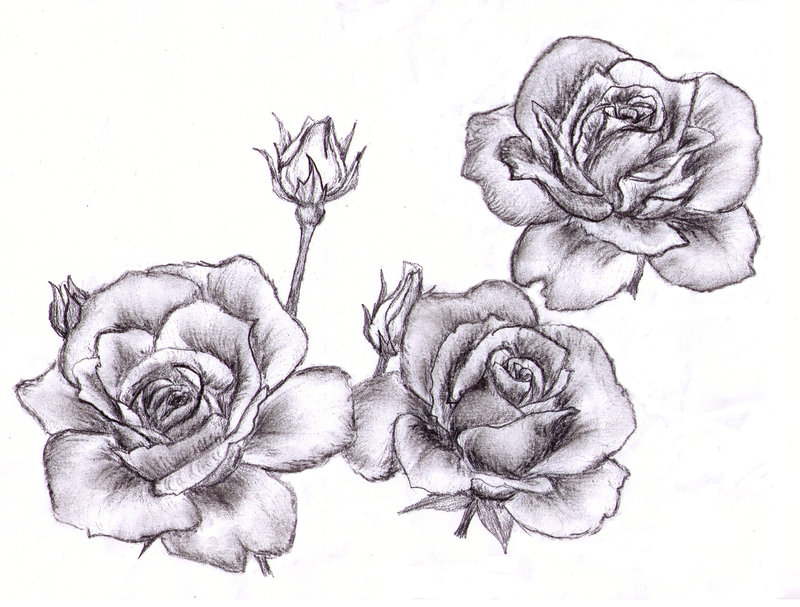 Roses Drawings - Gallery