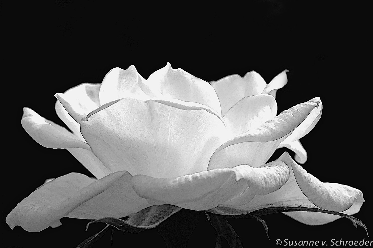Black and White Photography White Rose by SoulCenteredPhotoart