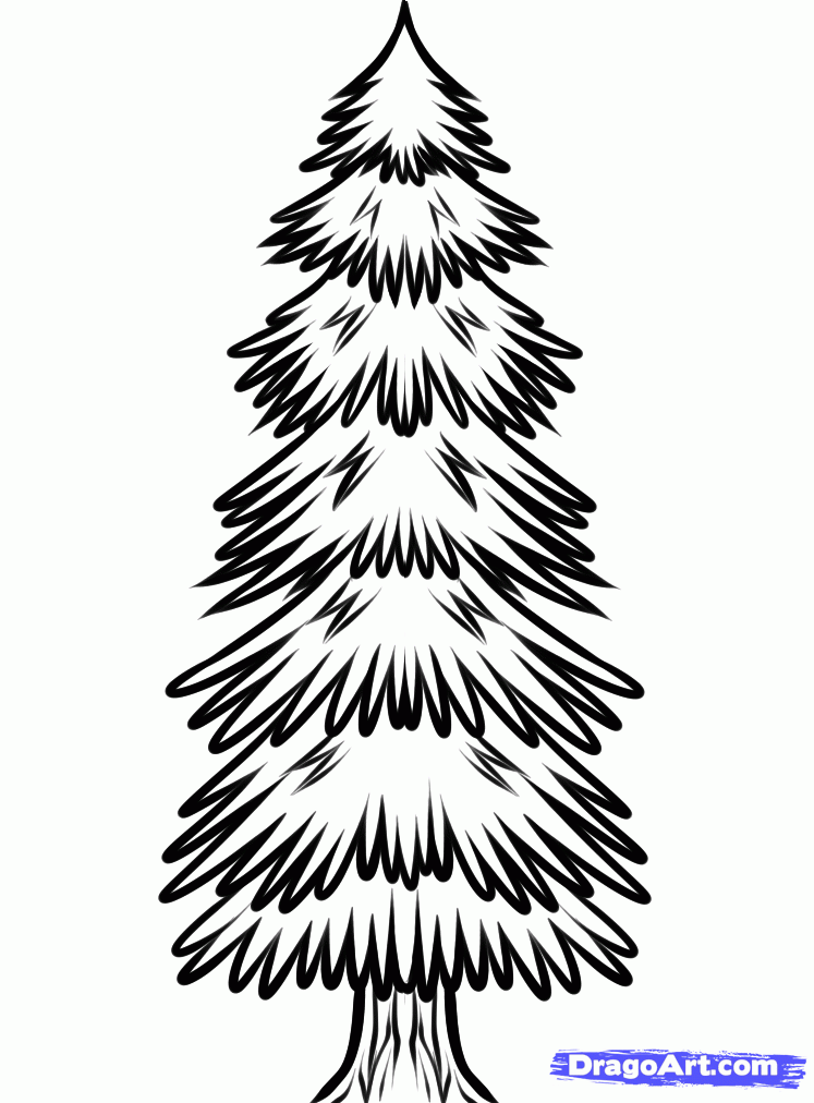 How to Draw a Spruce Tree, Step by Step, Trees, Pop Culture, FREE ...