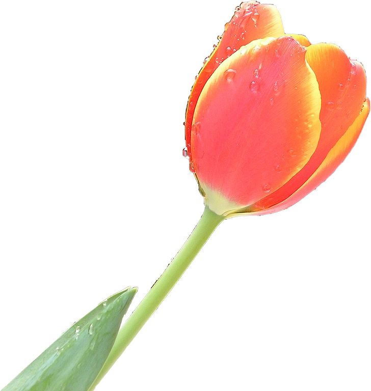 File:Tulip single.jpg - Wikimedia Commons