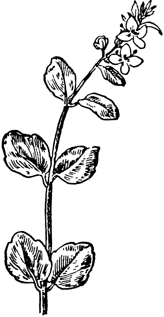 Parsley 20clipart
