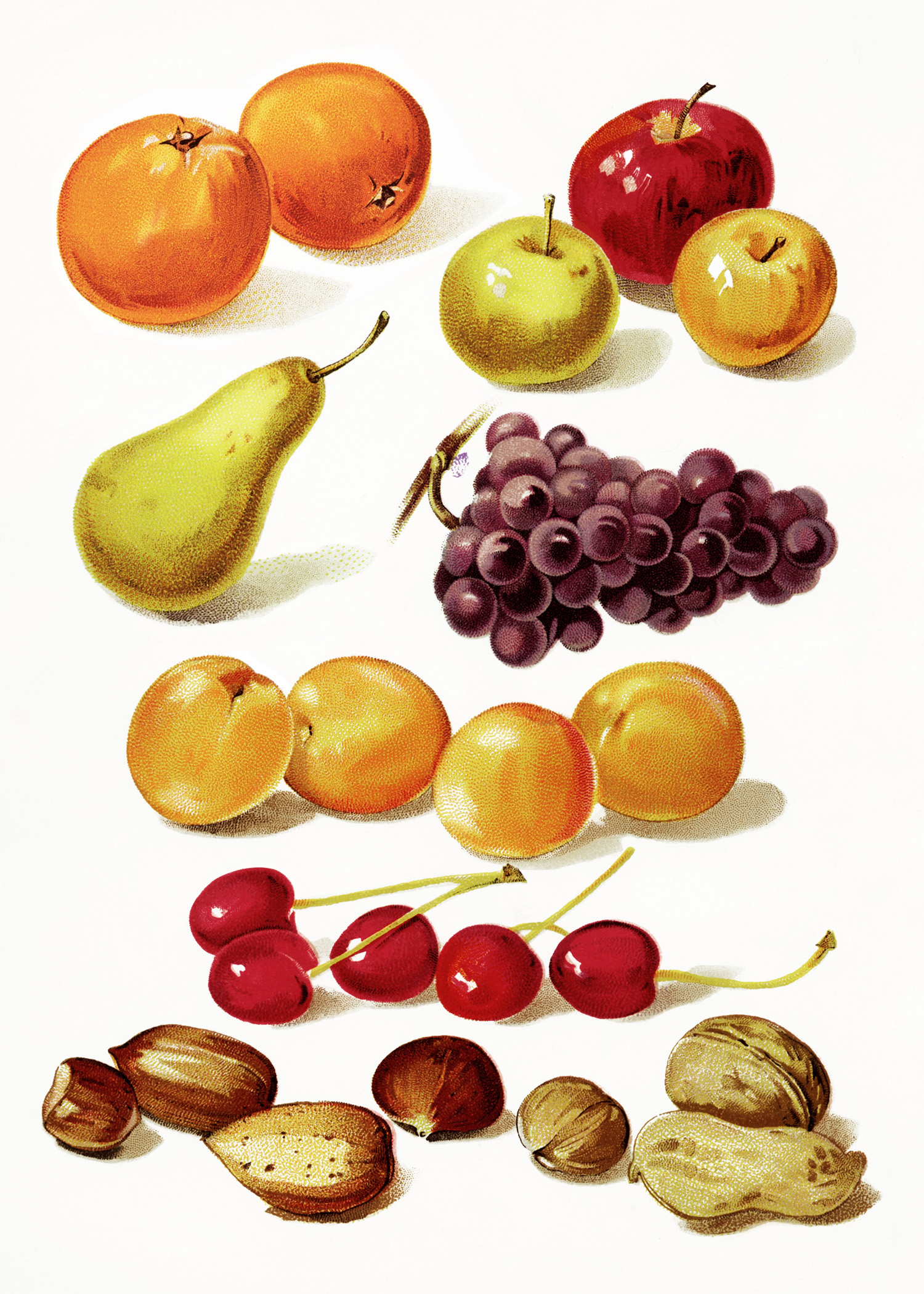 Page of Fruit and Nuts ~ Free Vintage Image | Old Design Shop Blog