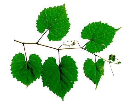 Pictures Of Grapes And Leaves - ClipArt Best