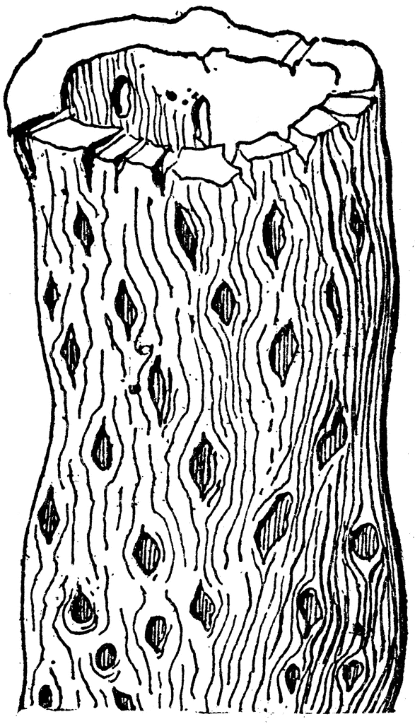Skeleton of Opuntia Stem | ClipArt ETC